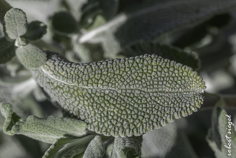 eleanor pardee park 2026